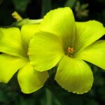 Membuat Standard Operating Procedure (SOP) untuk Konsistensi Layanan